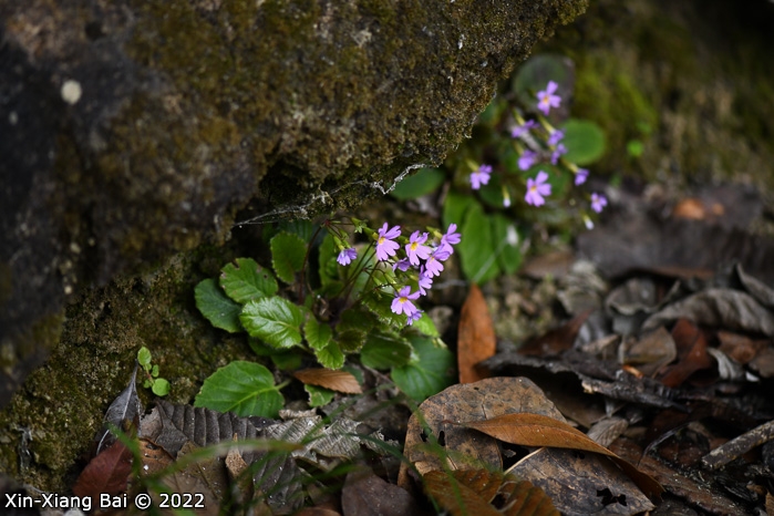 <i>Primula levicalyx </i>