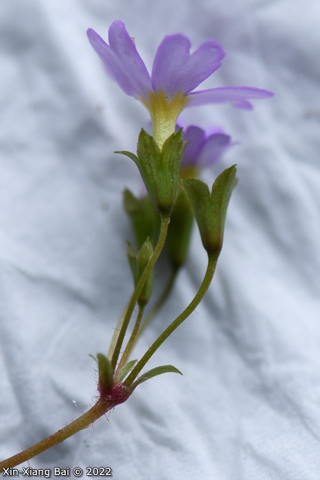 <i>Primula levicalyx </i>