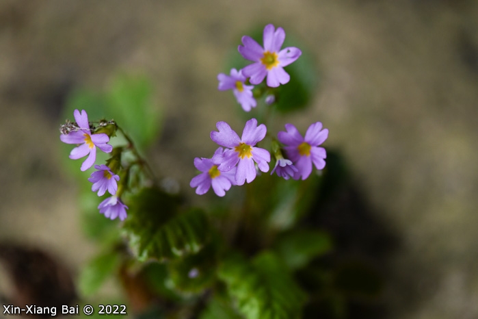 <i>Primula levicalyx </i>