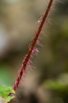 <i>Primula levicalyx </i>