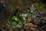 <i>Primula levicalyx </i>