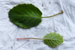 <i>Primula levicalyx </i>