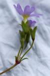 <i>Primula levicalyx </i>