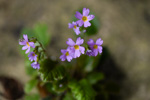<i>Primula levicalyx </i>