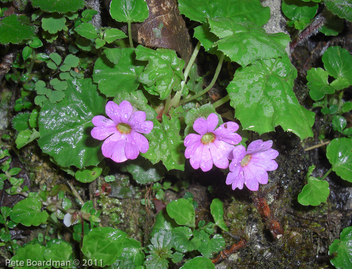 <i>Primula listeri </i>