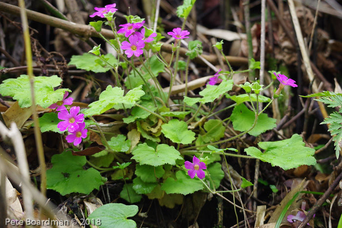 <i>Primula listeri </i>