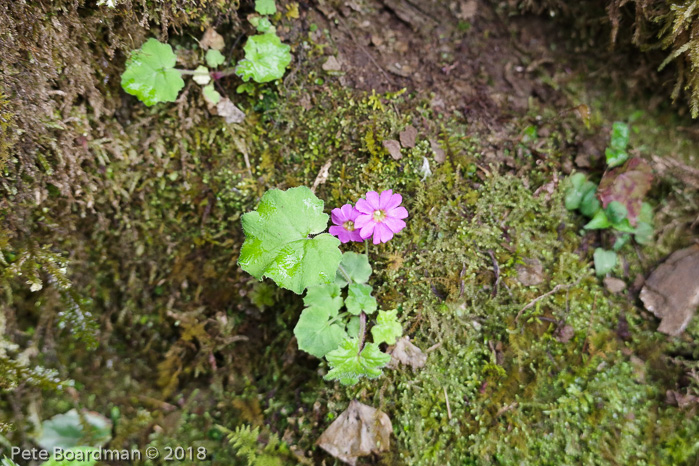 <i>Primula listeri </i>