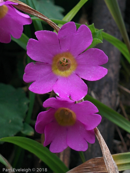 <i>Primula listeri </i>