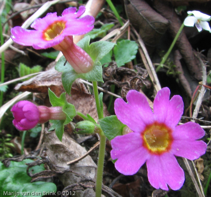 <i>Primula listeri </i>