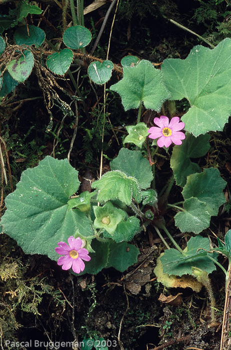 <i>Primula listeri </i>