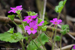 <i>Primula listeri </i>