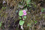 <i>Primula listeri </i>