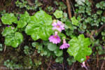 <i>Primula listeri </i>