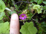 <i>Primula listeri </i>