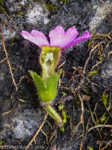 <i>Primula listeri </i>