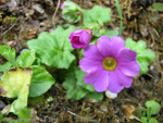 <i>Primula listeri </i>