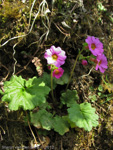 <i>Primula listeri </i>