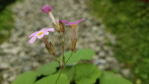 <i>Primula lithophila </i>