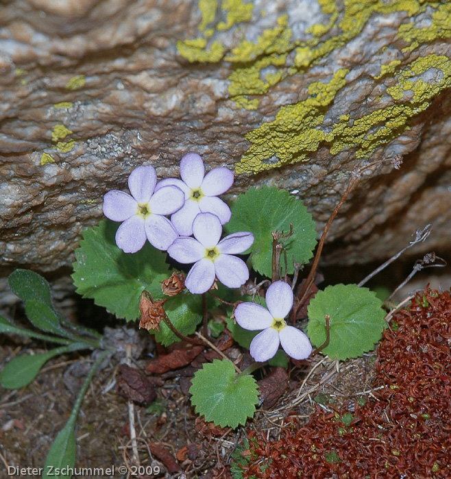 <i>Primula littledalei </i>