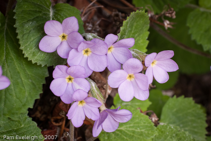 <i>Primula littledalei </i>