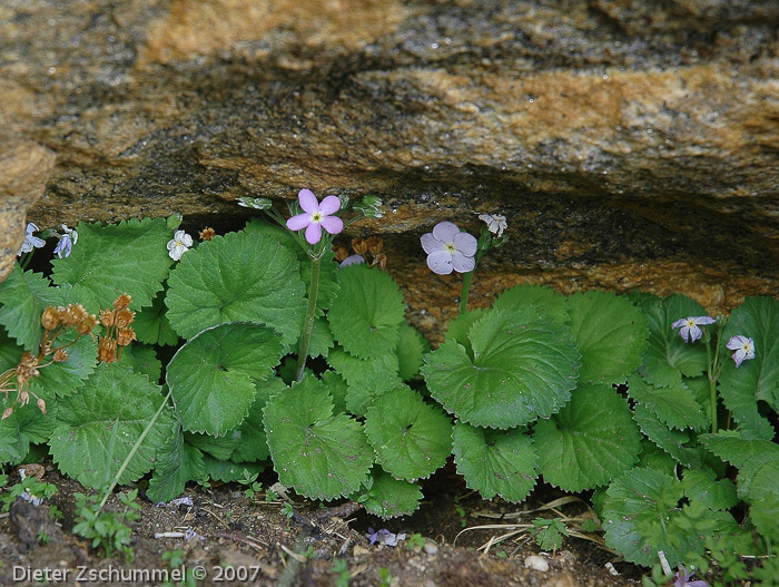 <i>Primula littledalei </i>