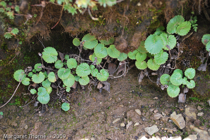 <i>Primula littledalei </i>