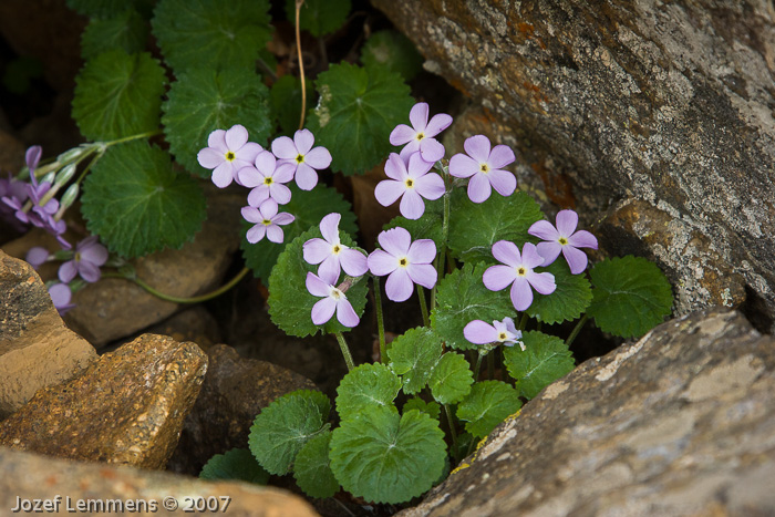 <i>Primula littledalei </i>