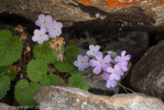 <i>Primula littledalei </i>