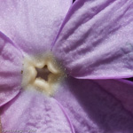 <i>Primula littledalei </i>
