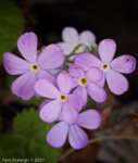 <i>Primula littledalei </i>