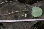 <i>Primula littledalei </i>