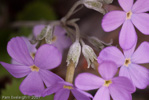 <i>Primula littledalei </i>