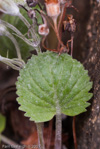 <i>Primula littledalei </i>