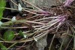 <i>Primula littledalei </i>