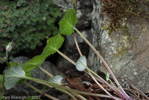 <i>Primula littledalei </i>