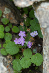 <i>Primula littledalei </i>