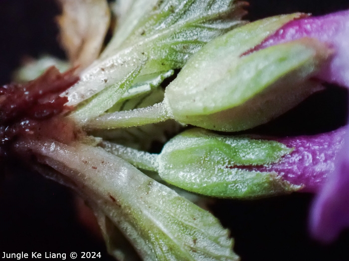 <i>Primula lizipingensis </i>