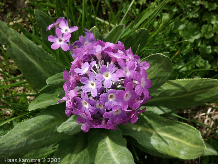 Primula longipes