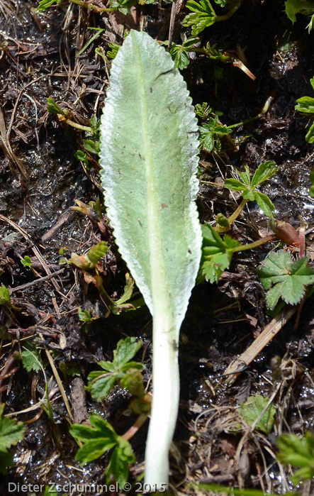 Primula longipes