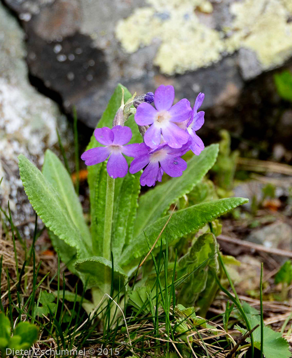 Primula longipes