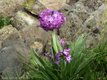 Primula longipes