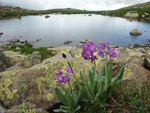 Primula longipes