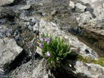 Primula longipes