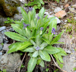 Primula longipes