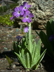 Primula longipes