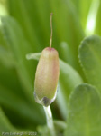 Primula longipes