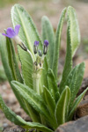 Primula longipes