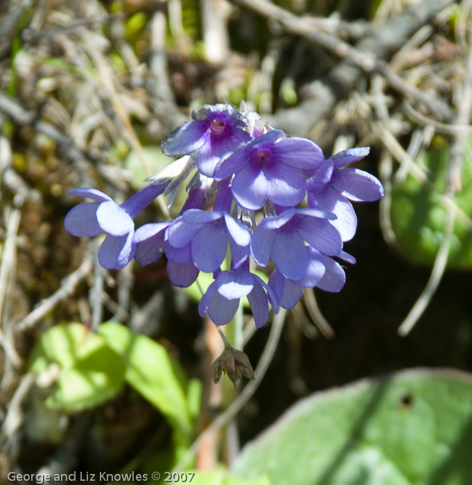 <i>Primula longipetiolata </i>