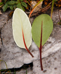 <i>Primula longipetiolata </i>