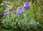 <i>Primula longipetiolata </i>